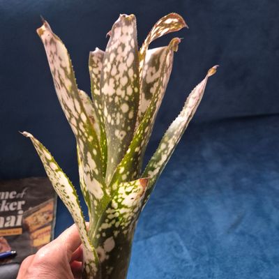 Billbergia Talbot Cathy two