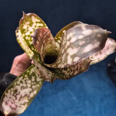 Billbergia Talbot Cathy two