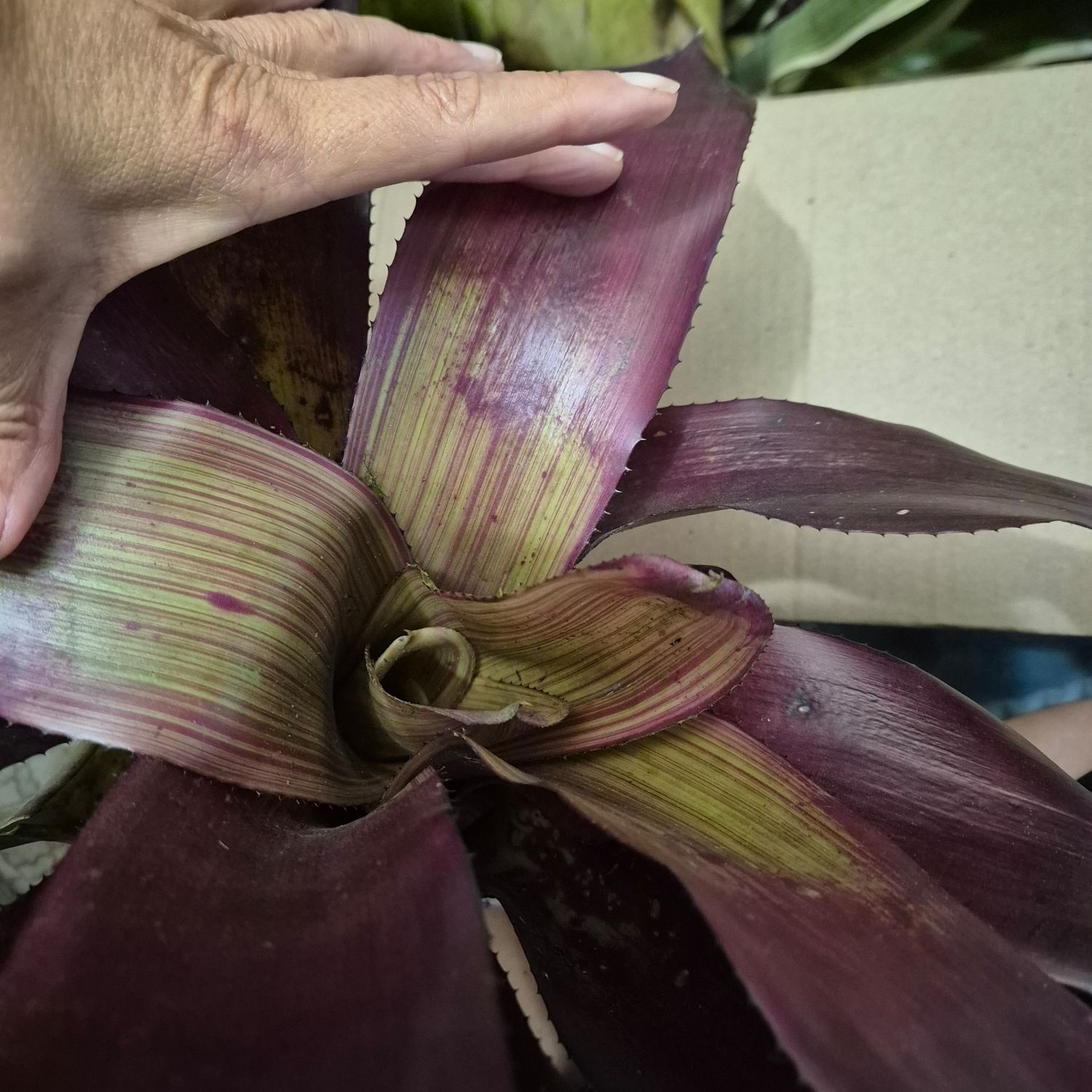 Neoregelia Awesome Aussie