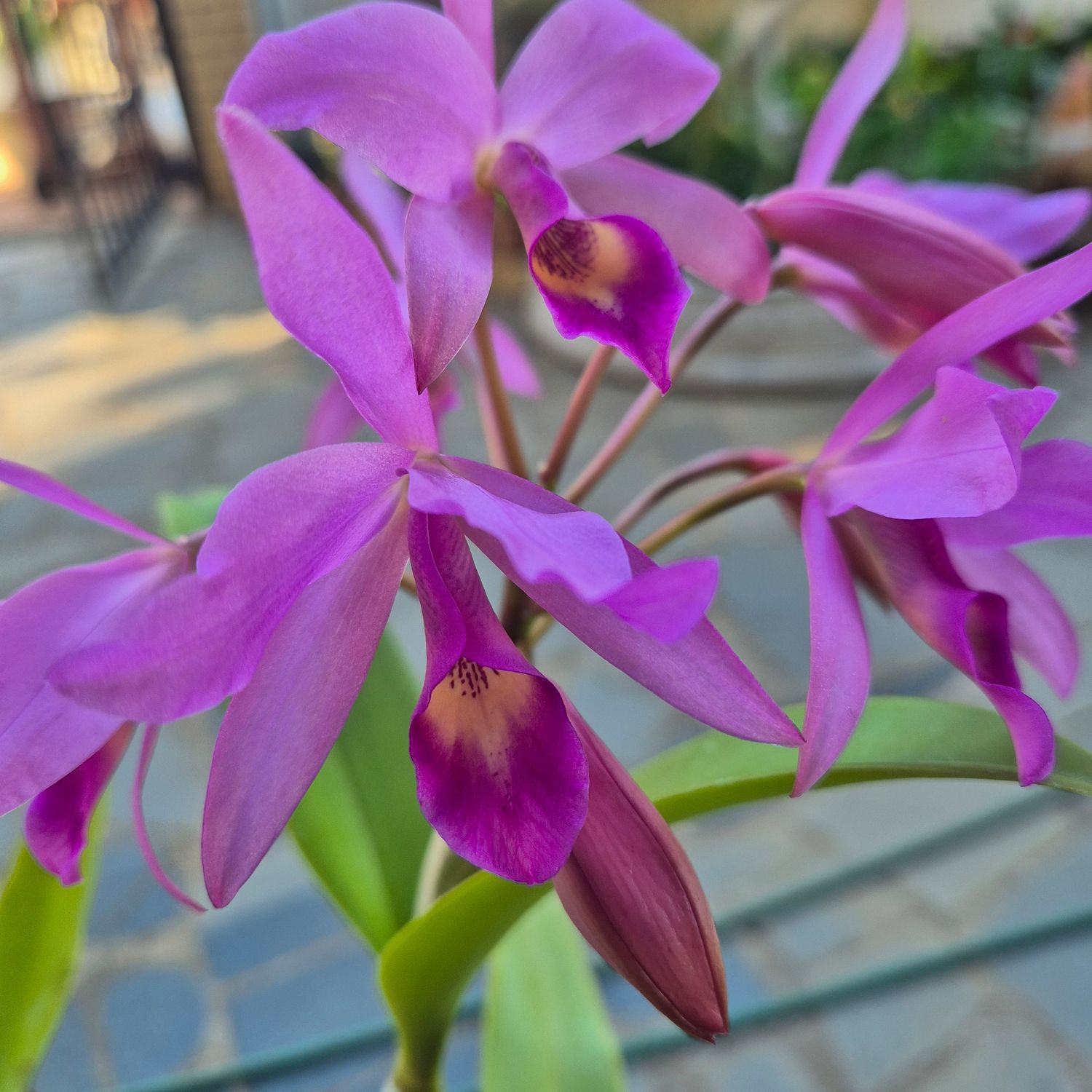 Laelia bubblegum Laelia bubblegum