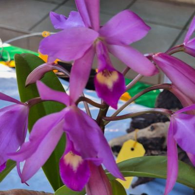 Laelia bubblegum