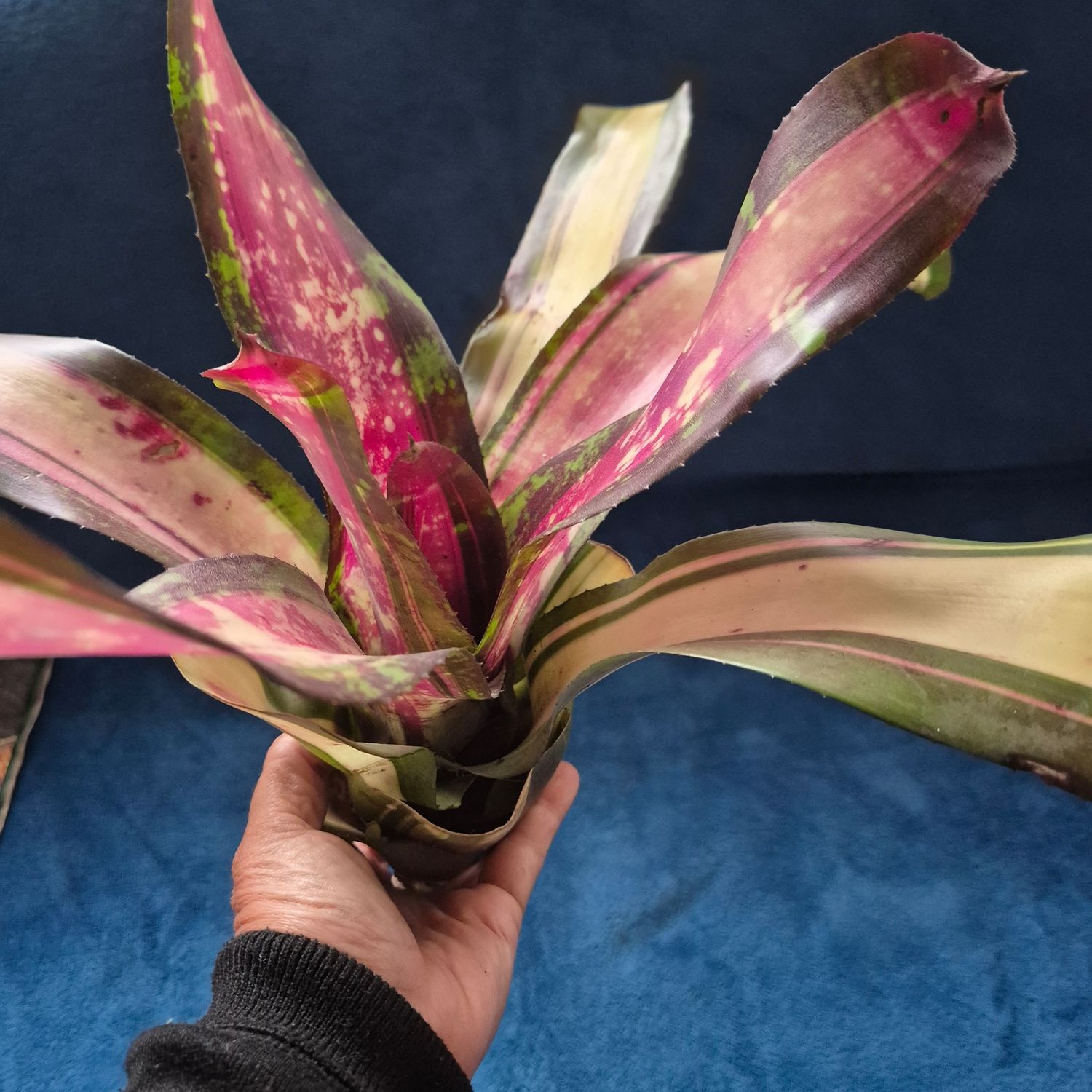 Neoregelia gator bait Neoregelia gator bait