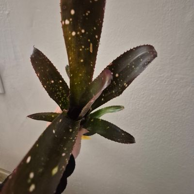 Billbergia Teng ee