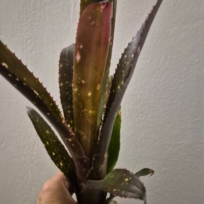 Billbergia Teng ee