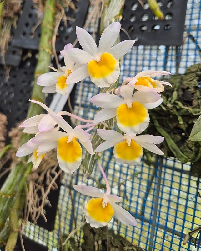 Dendrobium crepidatum Dendrobium crepidatum