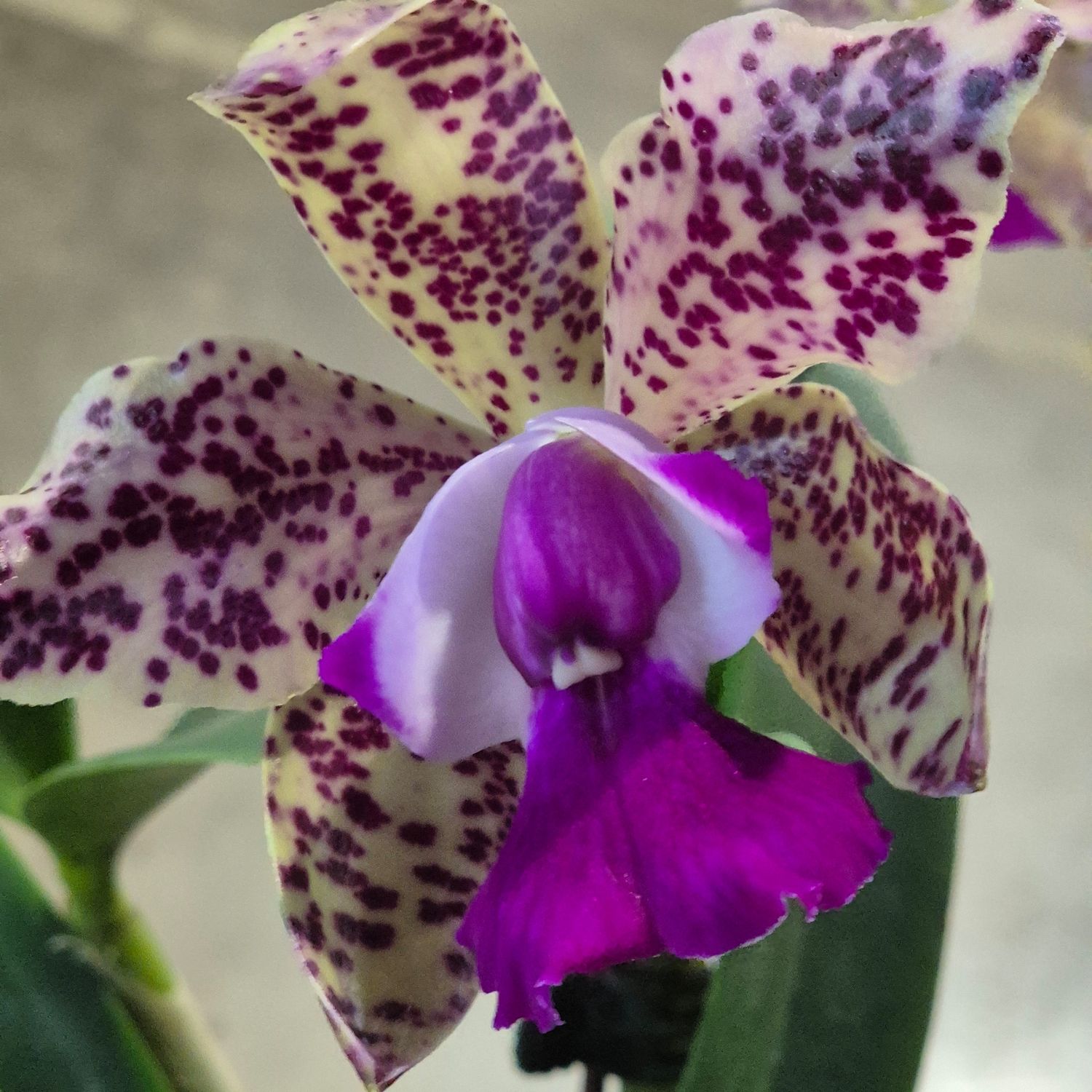 Cattleya