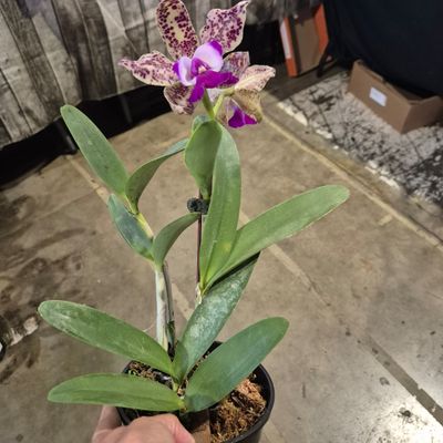 Cattleya
