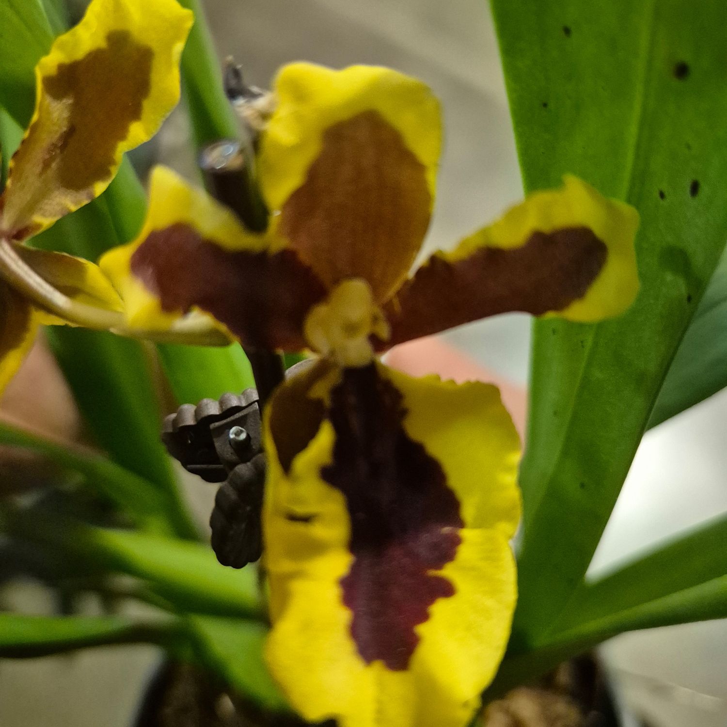 Oncidium