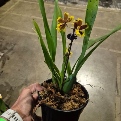Oncidium