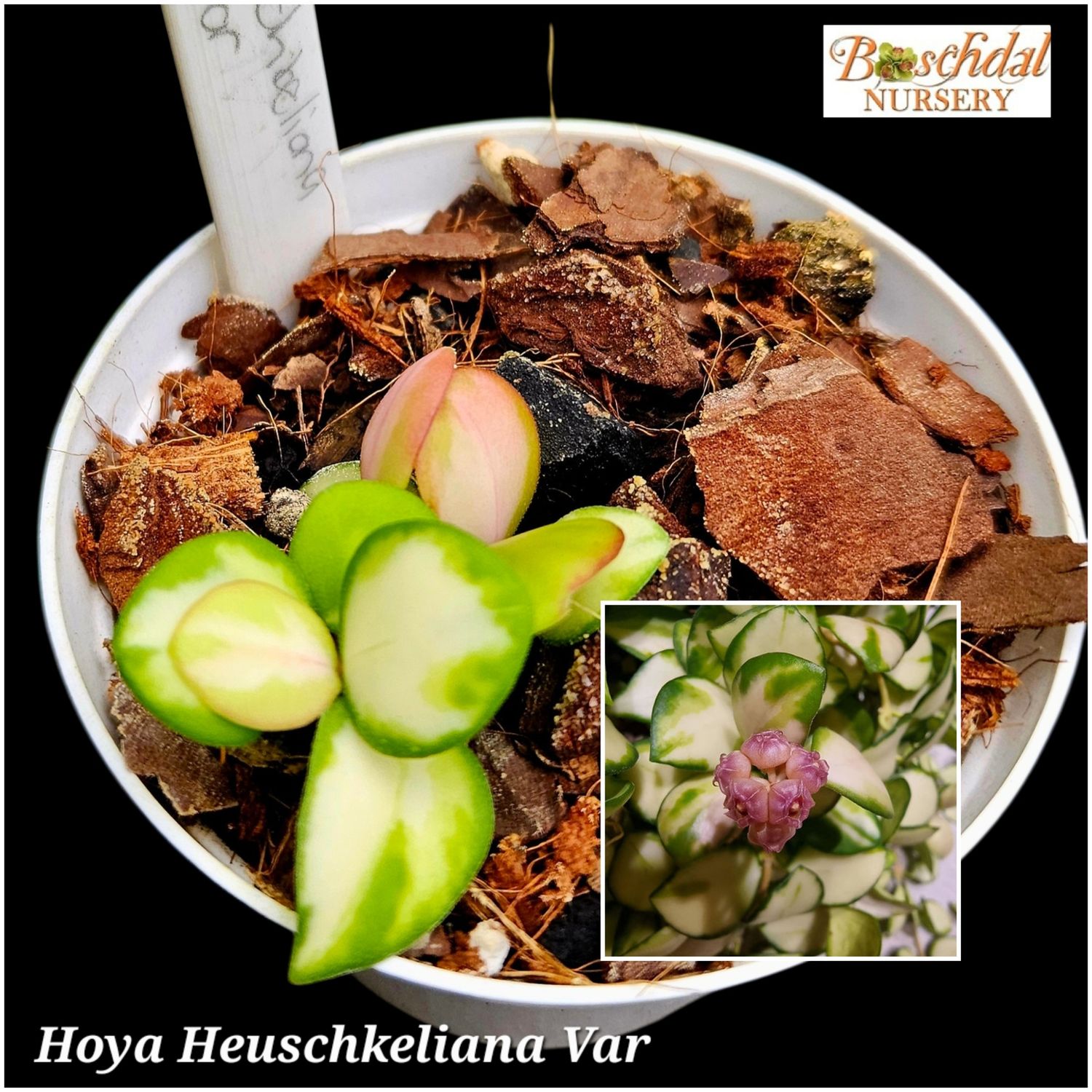 Hoya Heuschkeliana Var