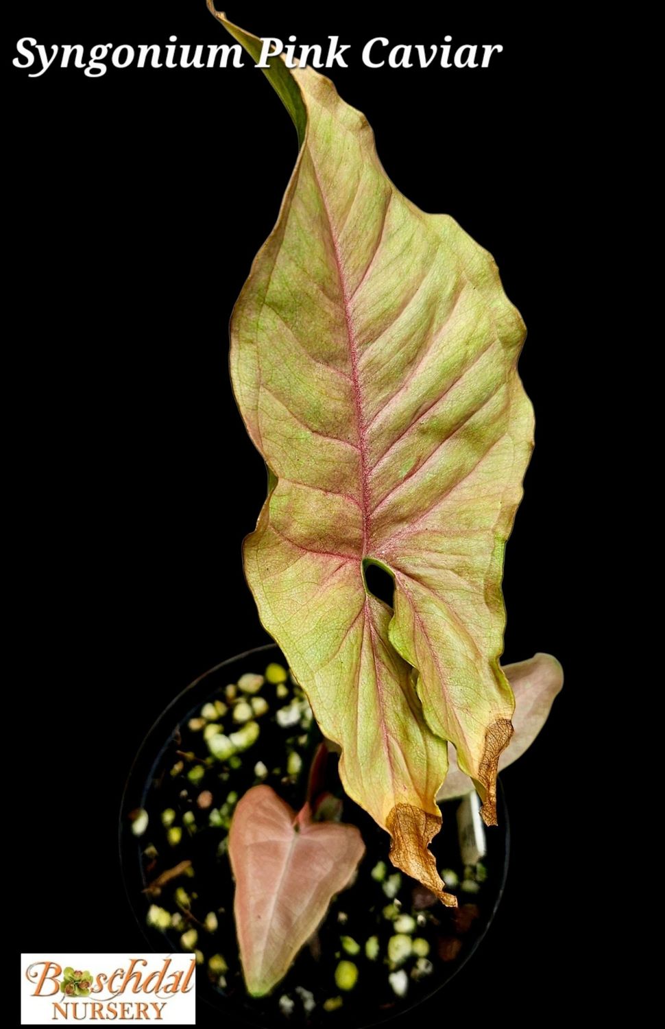 Syngonium Pink Caviar