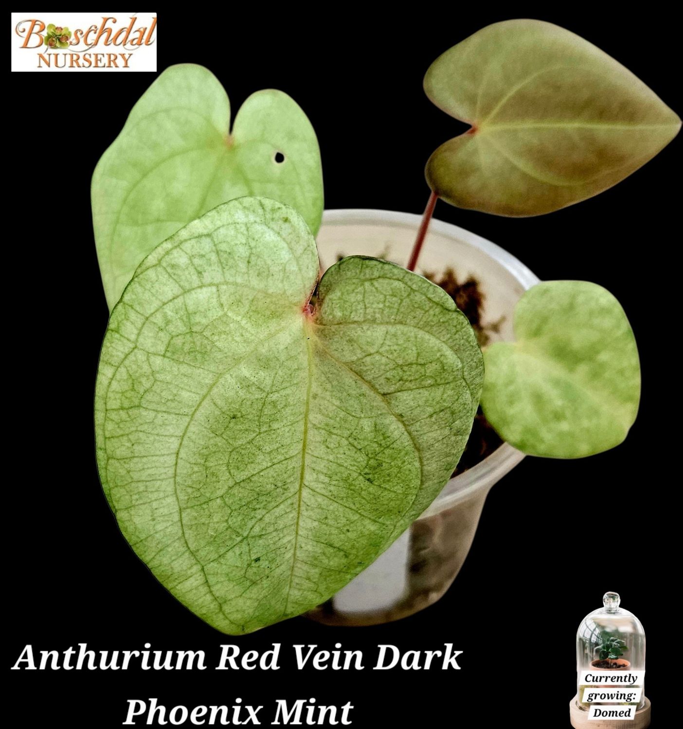 Anthurium Red Vein Dark Phoenix Mint Anthurium Red Vein Dark Phoenix Mint