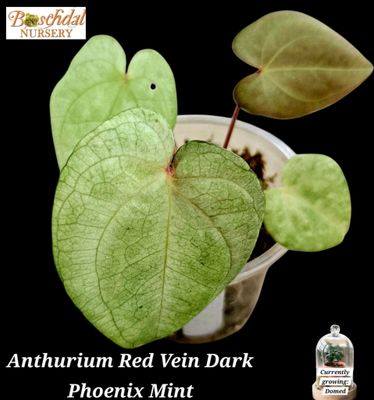 Anthurium Red Vein Dark Phoenix Mint Anthurium Red Vein Dark Phoenix Mint