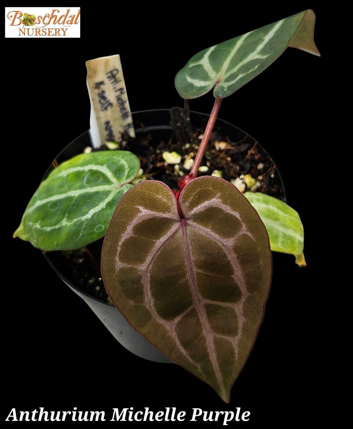 Anthurium Michelle Purple Anthurium Michelle Purple