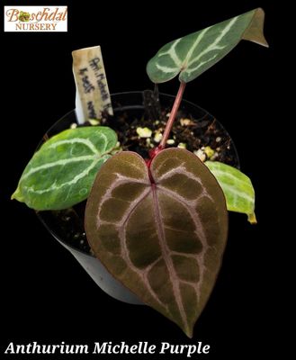Anthurium Michelle Purple Anthurium Michelle Purple