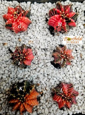 Gymno random colour (1 plant)