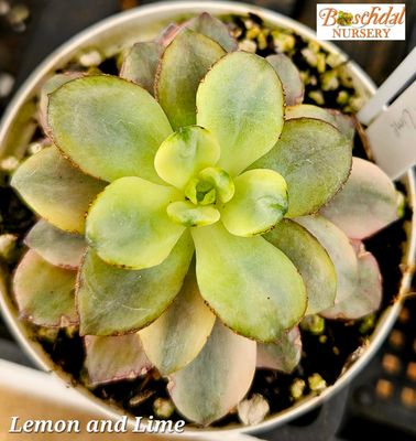 Echeveria Lemon and Lime Echeveria Lemon and Lime