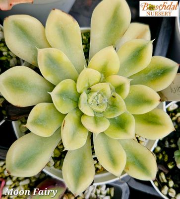 Echeveria Moon Fairy Echeveria Moon Fairy