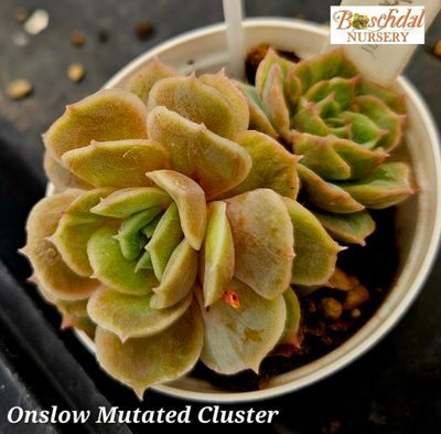 Echeveria Onslow Mutated Cluster Echeveria Onslow Mutated Cluster