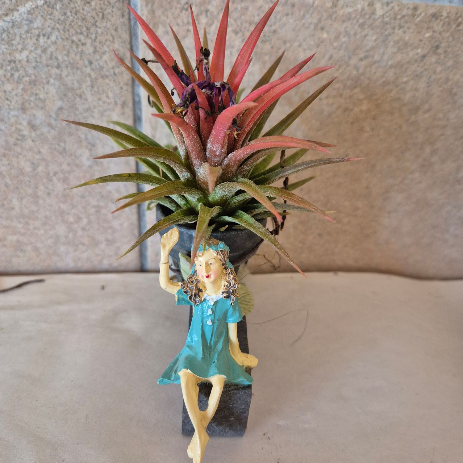 Tillandsia Rubra with fairy