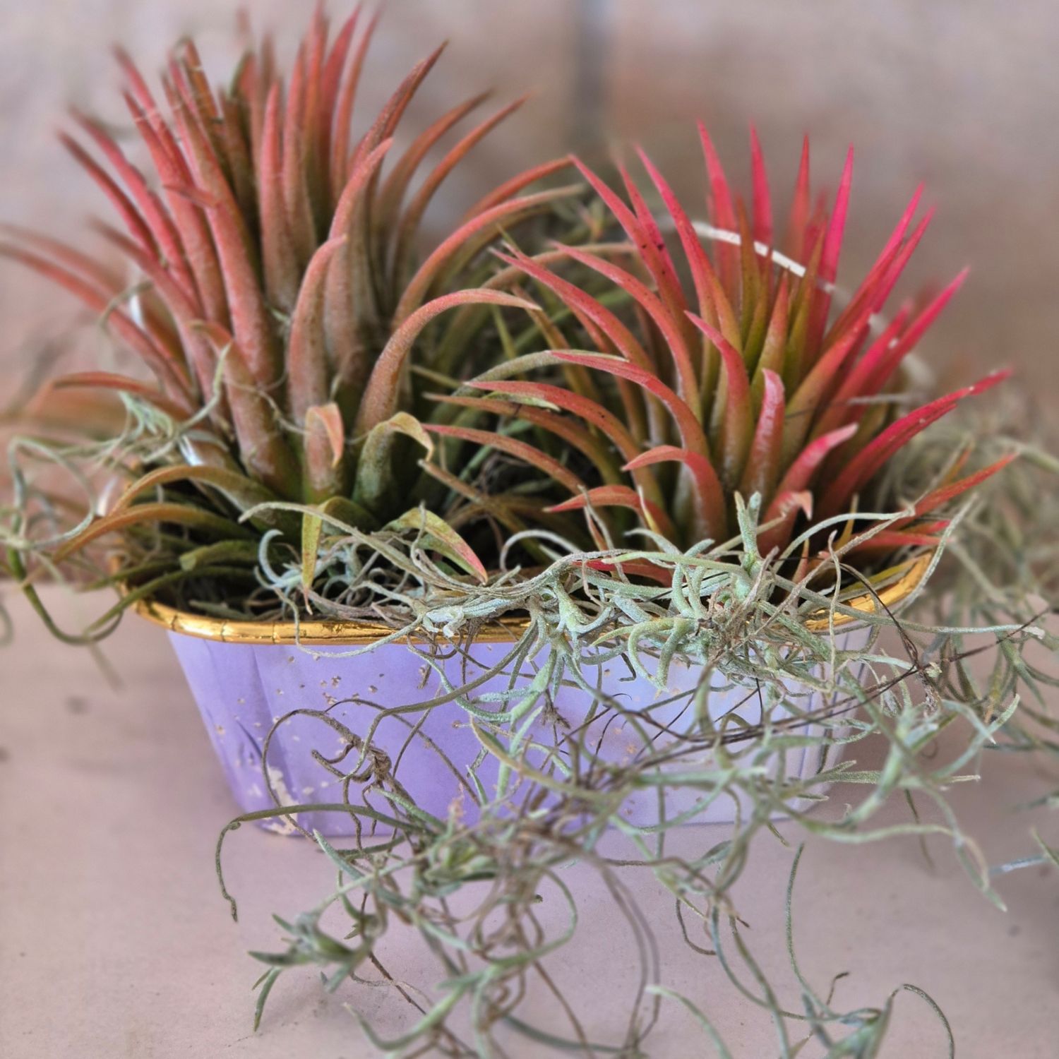 Container with 2 Tillandsia rubras in and old mans beard