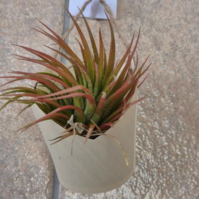 Bamboo mandjie with Tillandsia Rubra Bamboo mandjie with Tillandsia Rubra