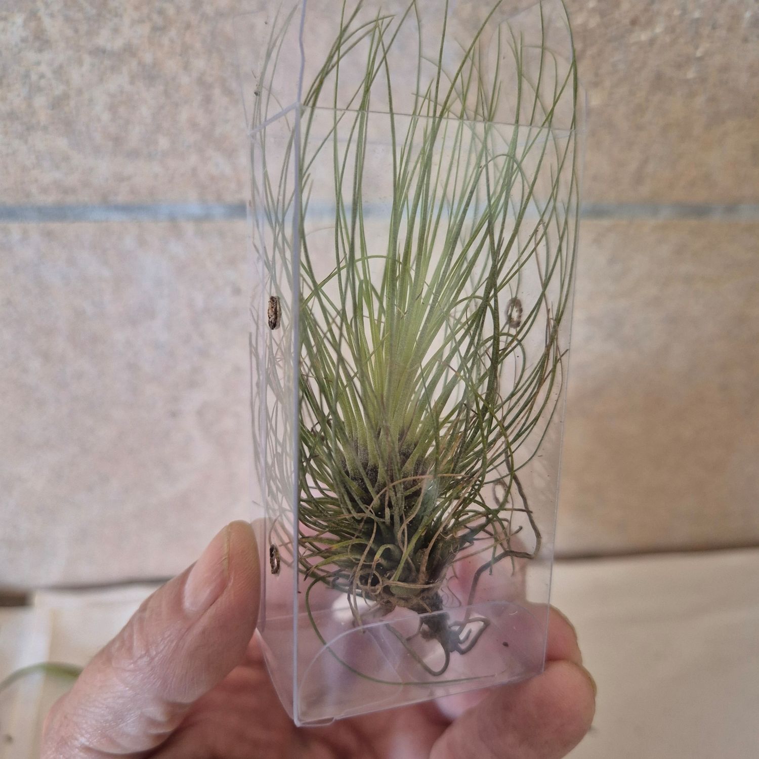 Tillandsia filifolio in small container Tillandsia filifolio in small container