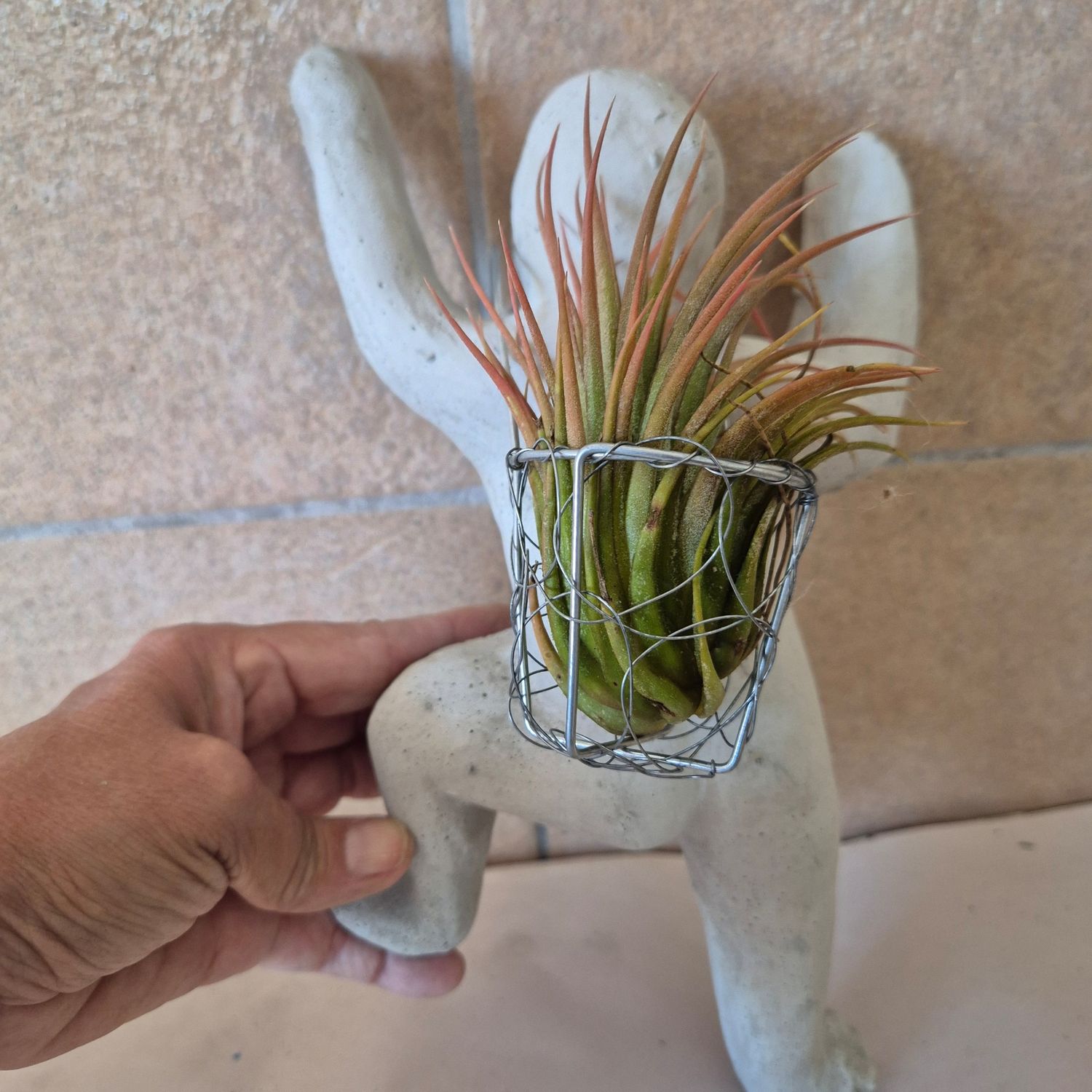 Tillandsia climbing man with Tillandsia on back Tillandsia climbing man with Tillandsia on back