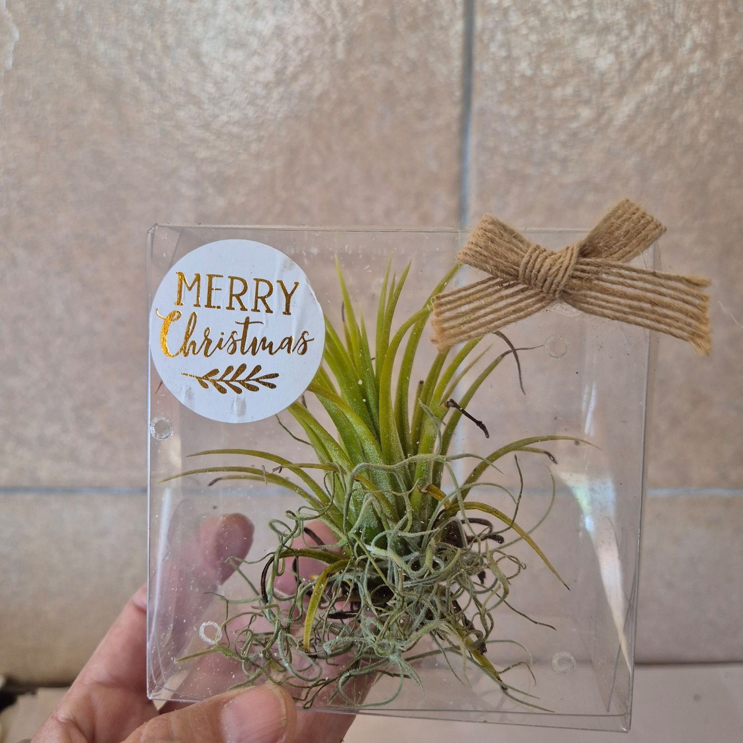 Gift box with Tillandsia, box, sticker and bow Gift box with Tillandsia, box, sticker and bow