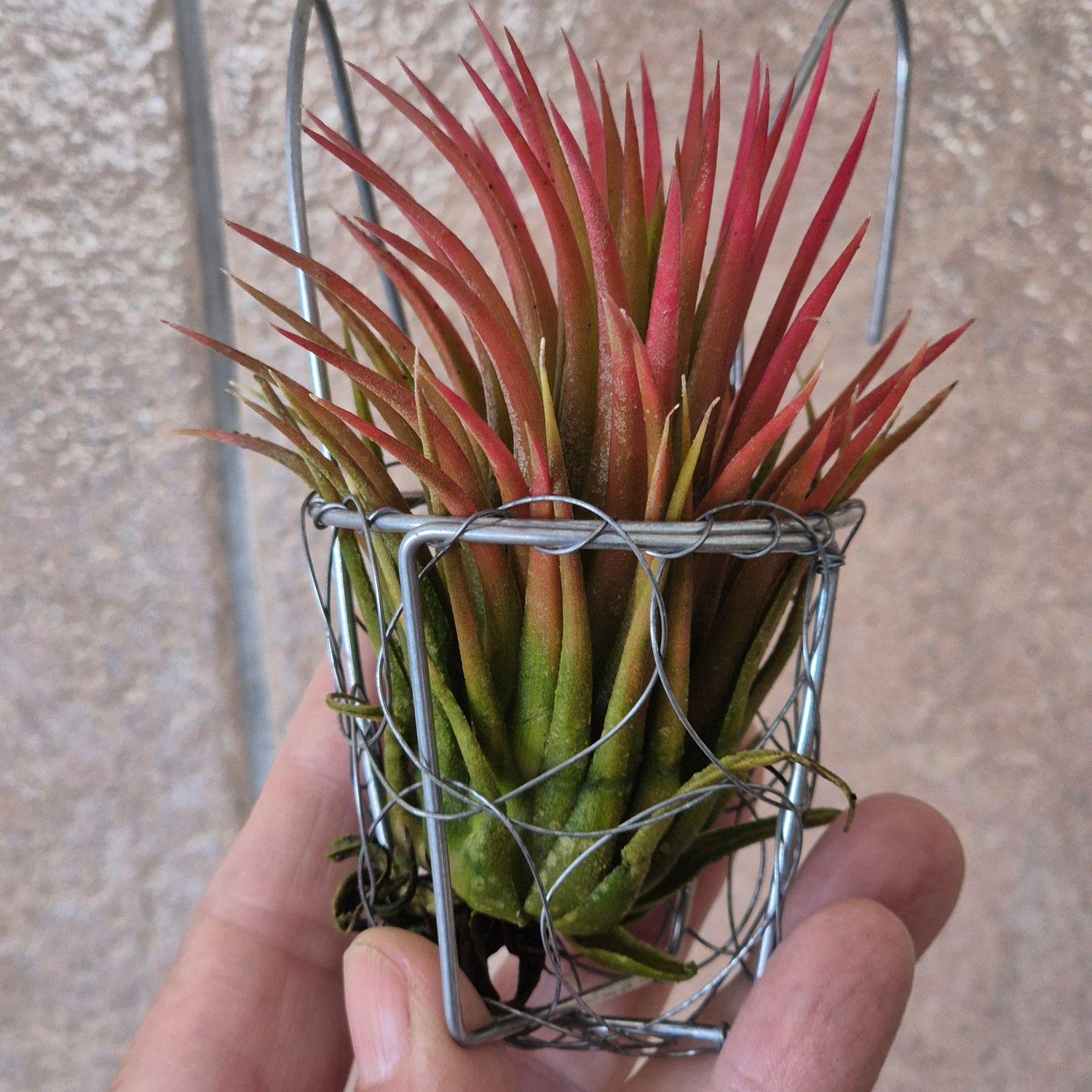 Tillandsia rubra in little wire bag Tillandsia rubra in little wire bag