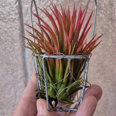 Tillandsia rubra in little wire bag Tillandsia rubra in little wire bag