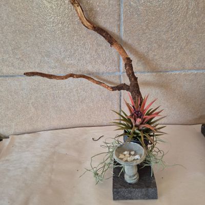 TILLANDSIA Rubra with birdbath and dry tree TILLANDSIA Rubra with birdbath and dry tree