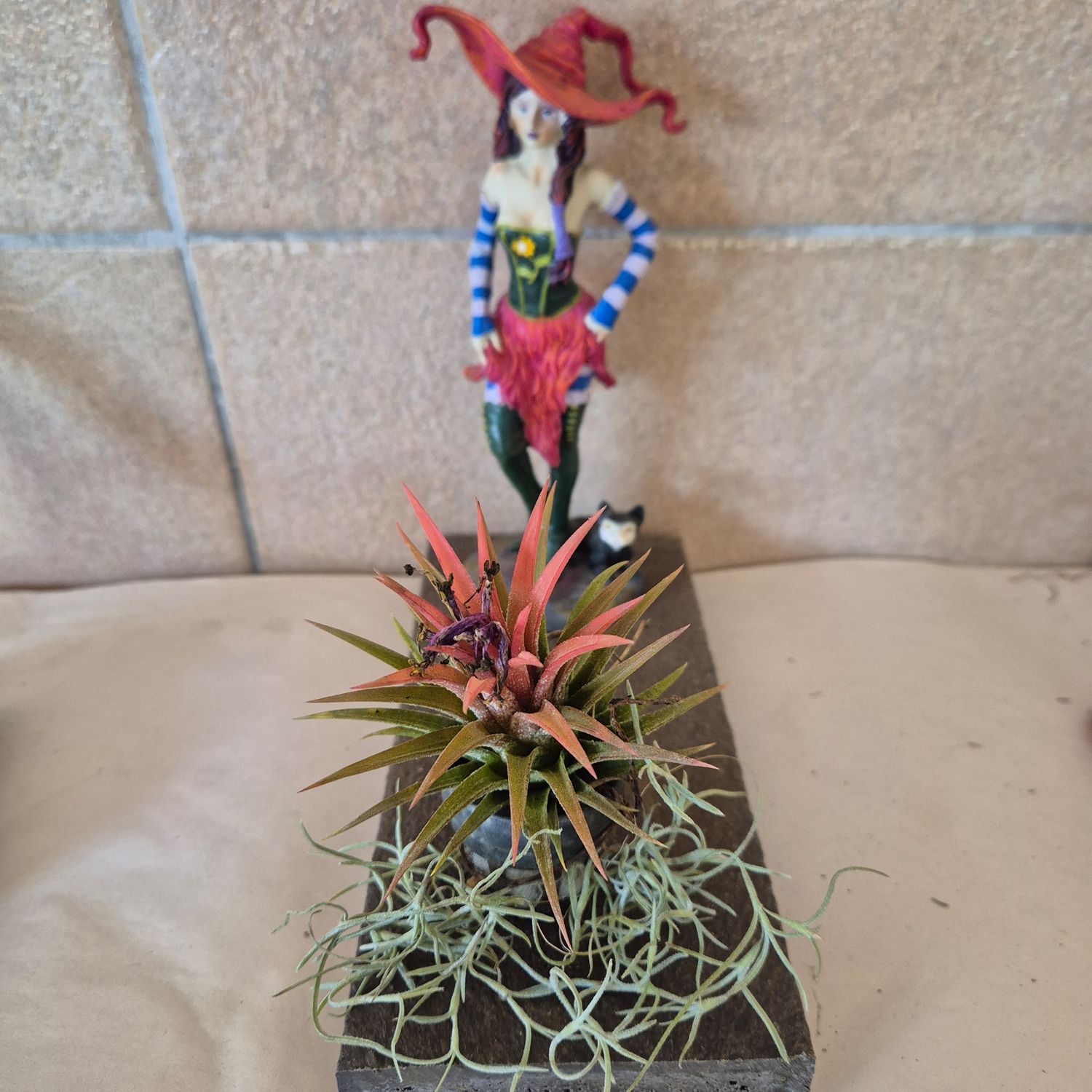 Tillandsia Rubra with which