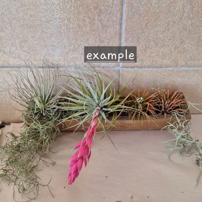 Small wood Tillandsia box