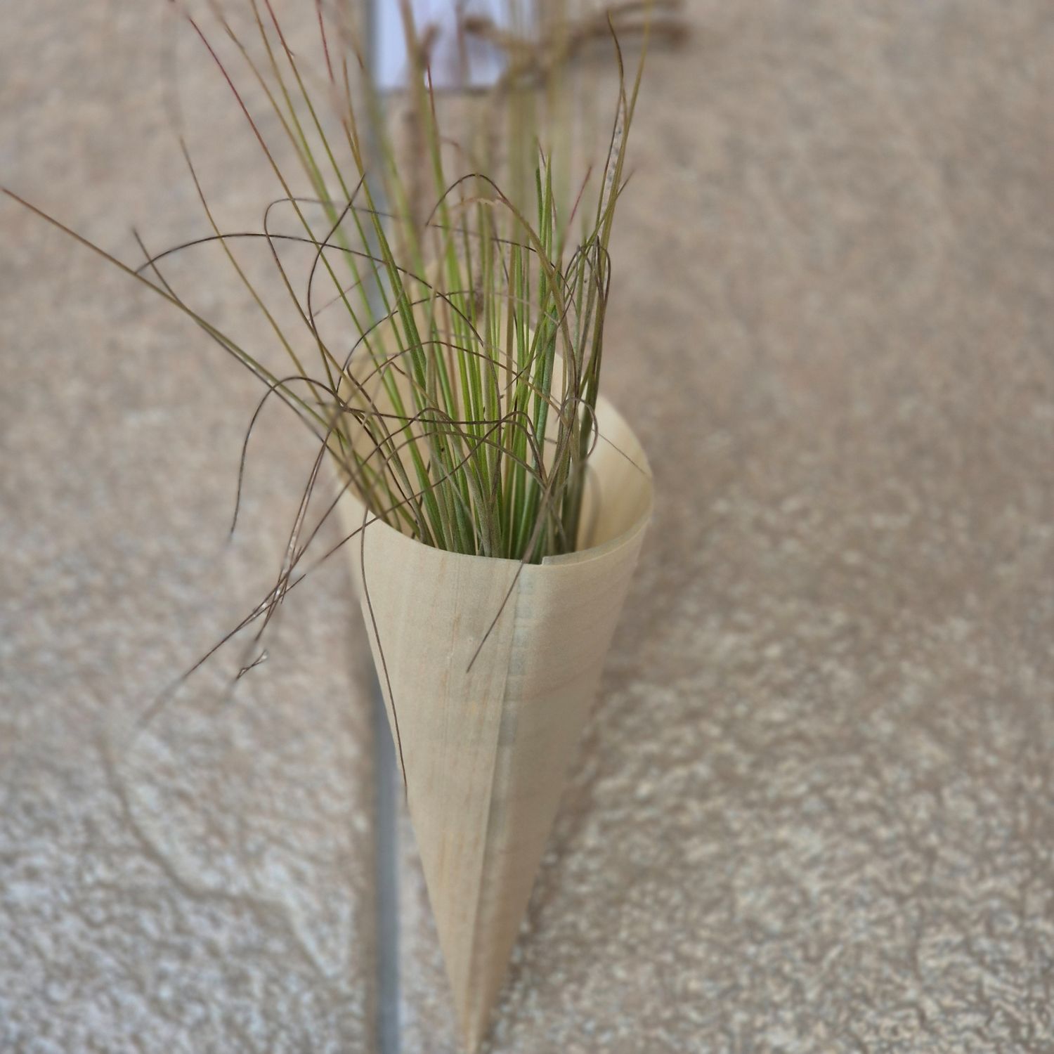 Bamboo cone with Tillandsia Juncsea Bamboo cone with Tillandsia Juncsea