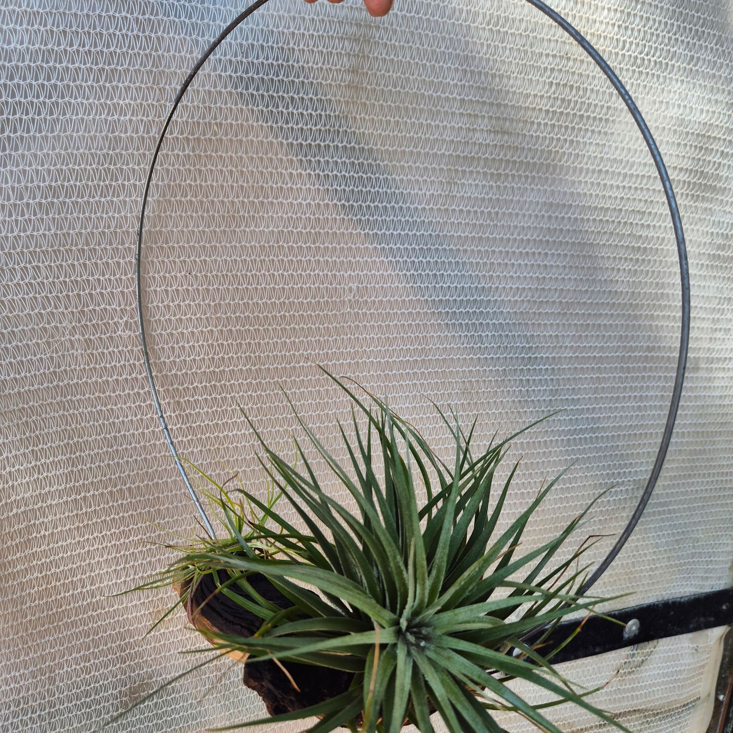 Tillandsia Harisii on Driftwood 