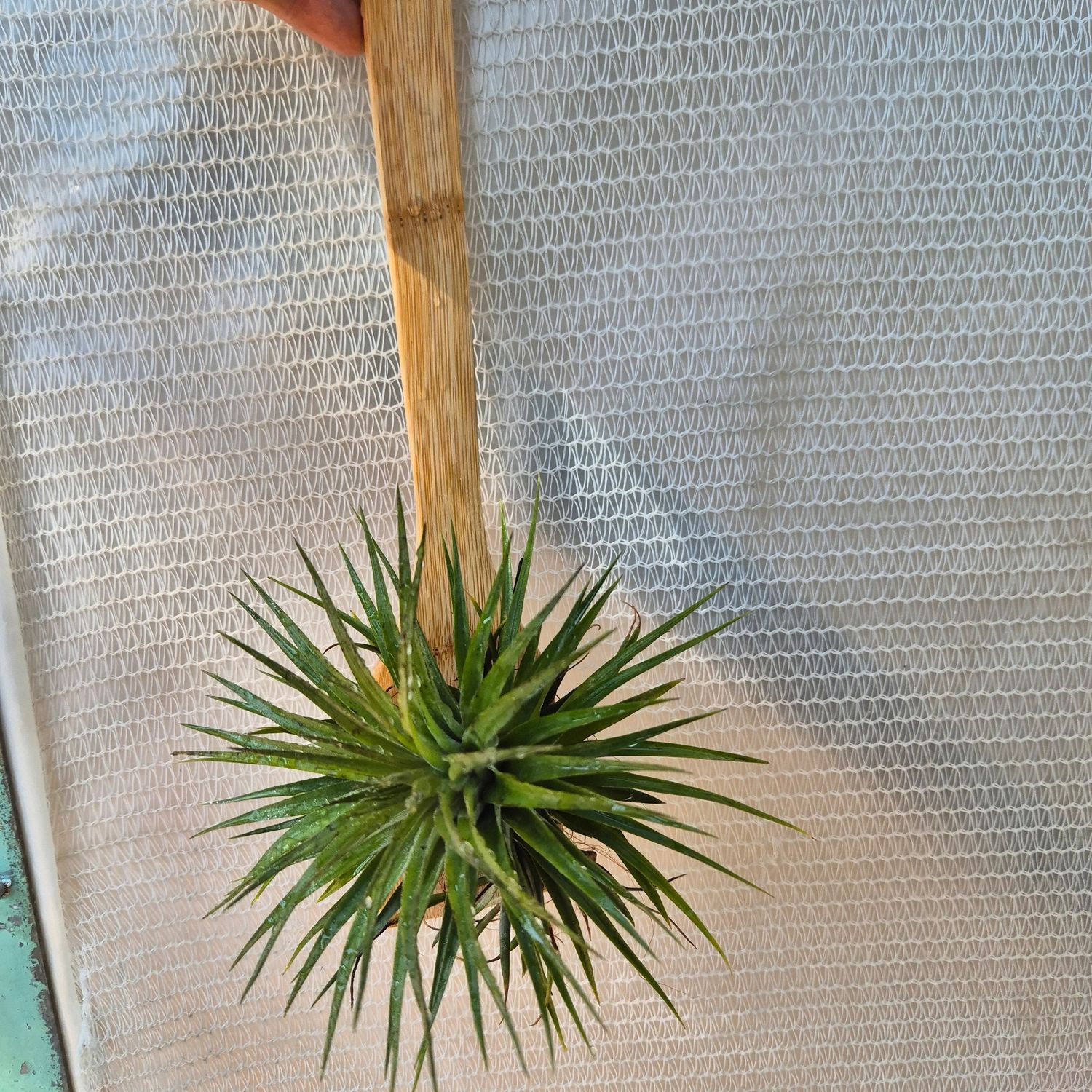 Tillandsia vellutina on utensil Tillandsia vellutina on utensil