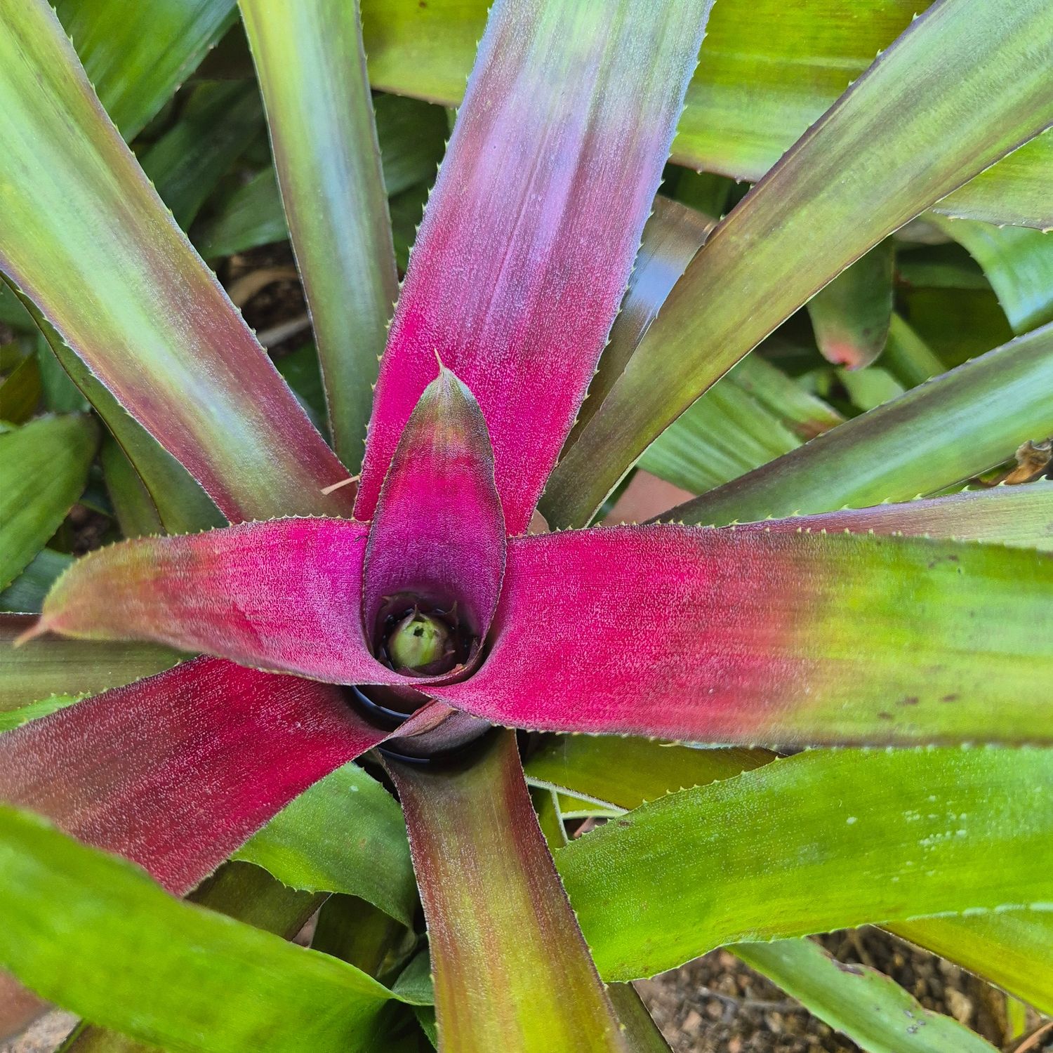Neoregelia light pink