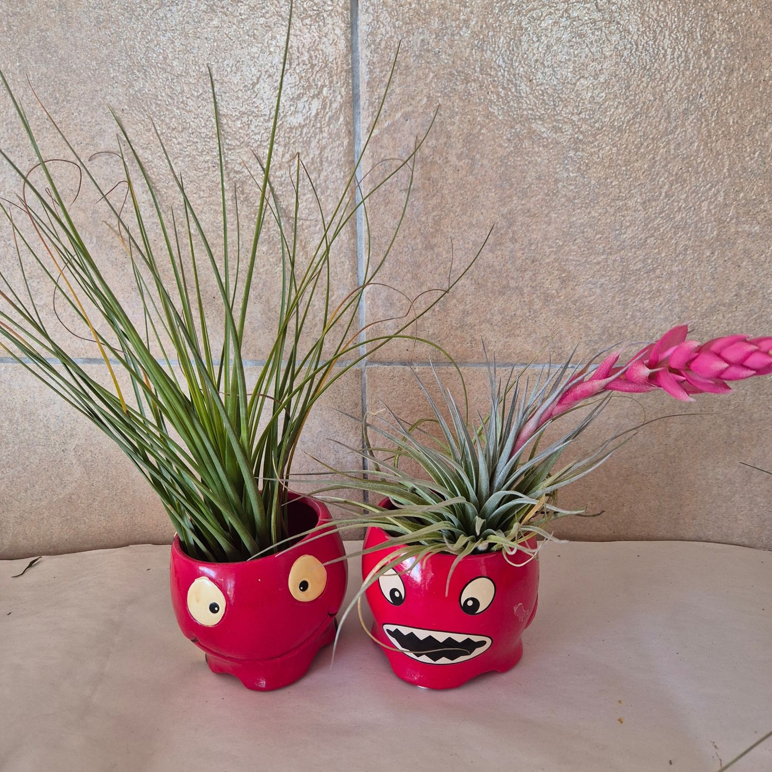 Tillandsia containers Red Tillandsia containers Red
