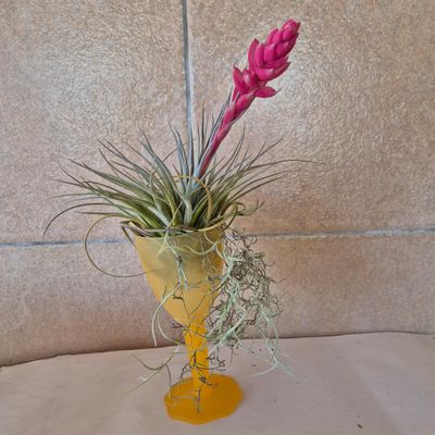 Empty champagne glass Tillandsia containers Empty champagne glass Tillandsia containers