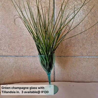 Empty green champagne glasses.for Tillandsias Empty green champagne glasses.for Tillandsias