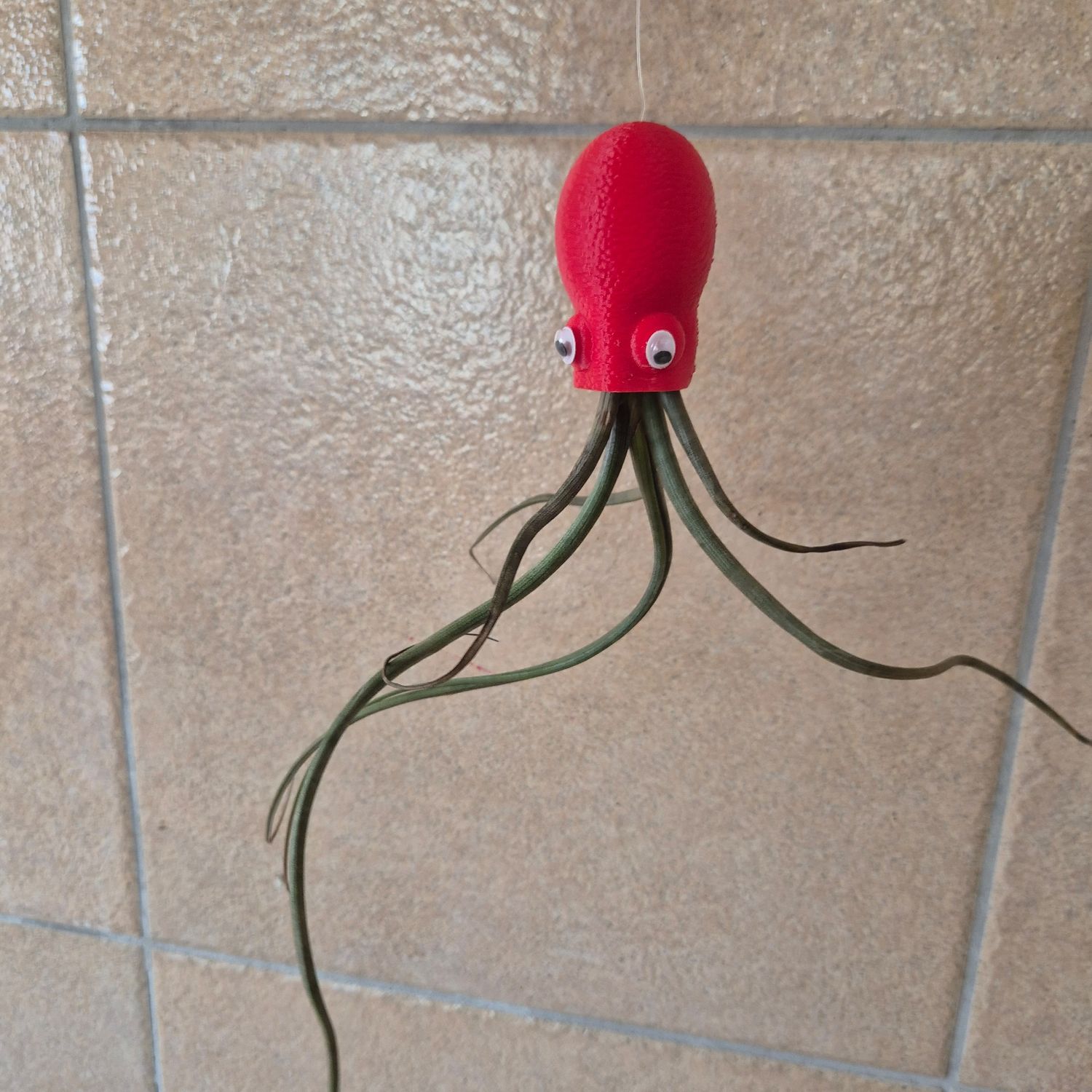 Octopus Red with Tillandsia Bulbosa Octopus Red with Tillandsia Bulbosa