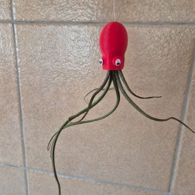 Octopus Red with Tillandsia Bulbosa Octopus Red with Tillandsia Bulbosa
