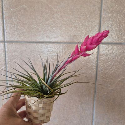 Tillandsia bamboo baskets Tillandsia bamboo baskets