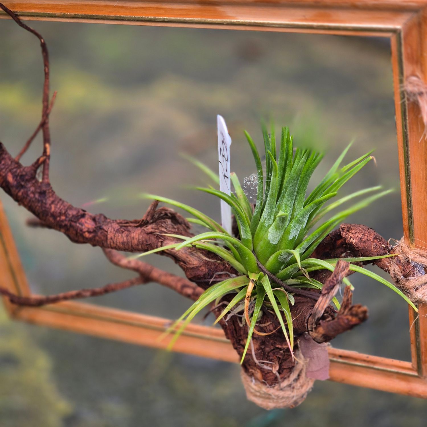 Tillandsia in photo phrame Tillandsia in photo phrame