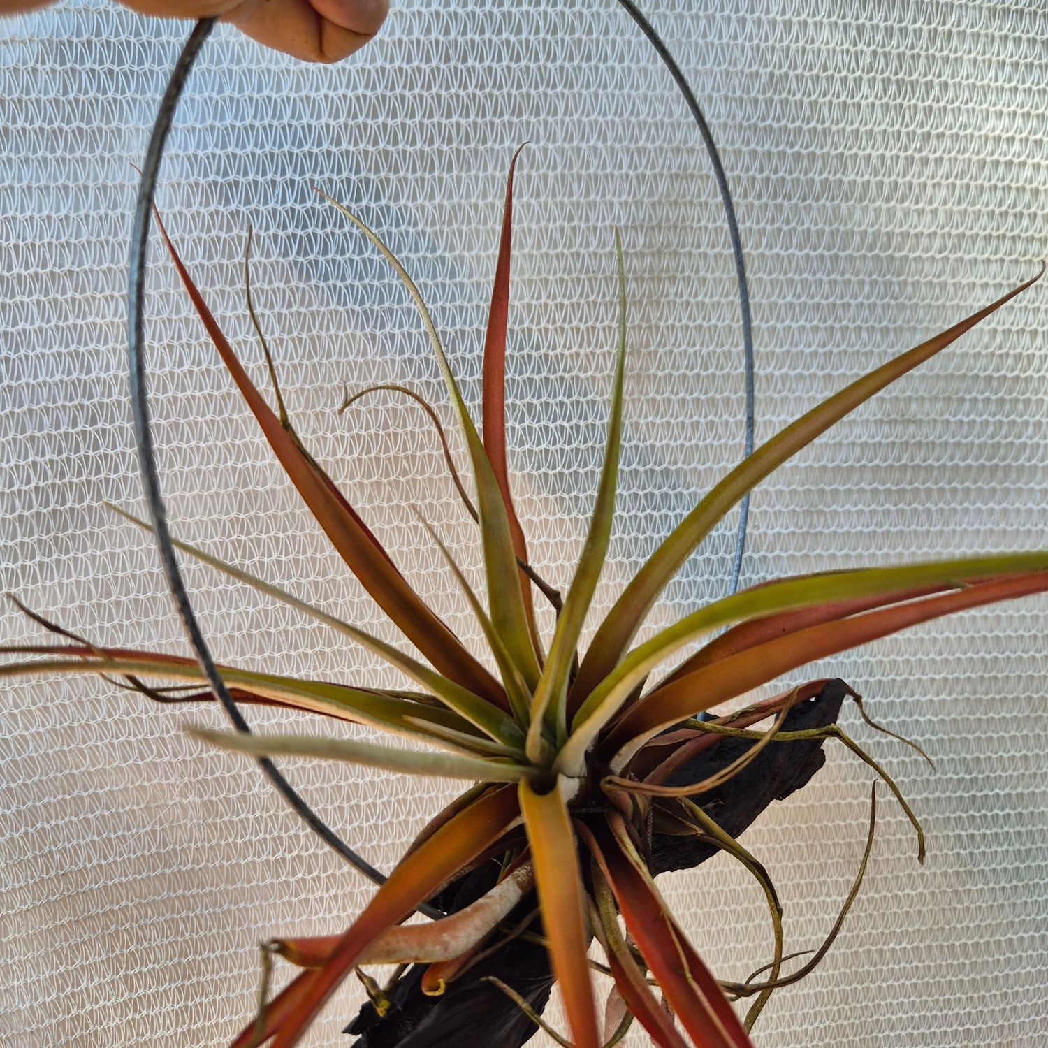 TILLANDSIA capitata peach on driftwood.