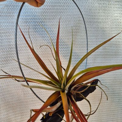 TILLANDSIA capitata peach on driftwood. TILLANDSIA capitata peach on driftwood.
