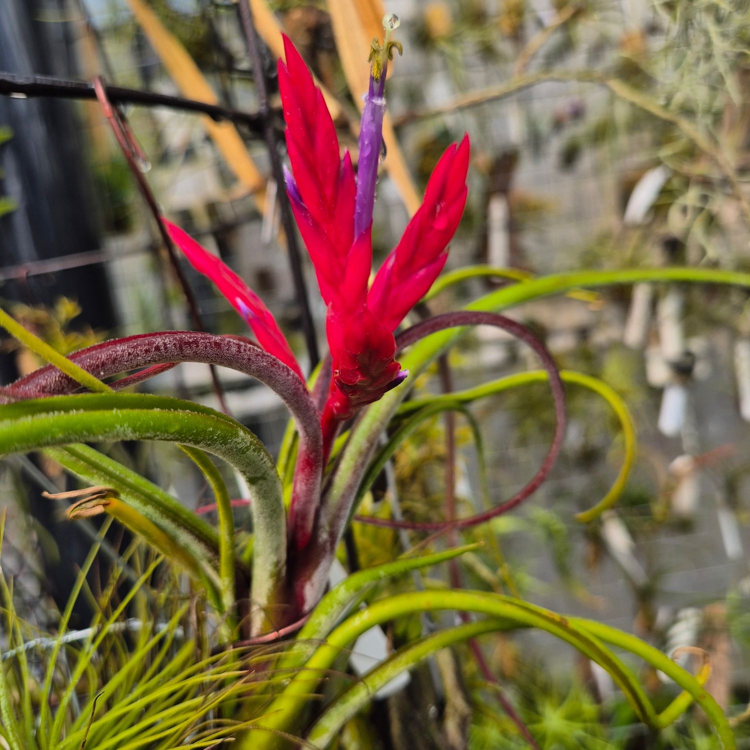 Tillandsia unique red Caput medusea