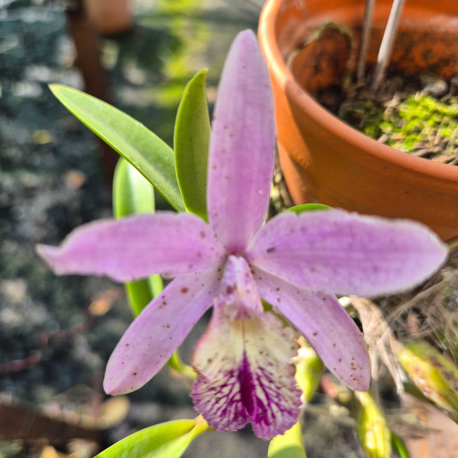 LC Walkeriana x L Lindlii