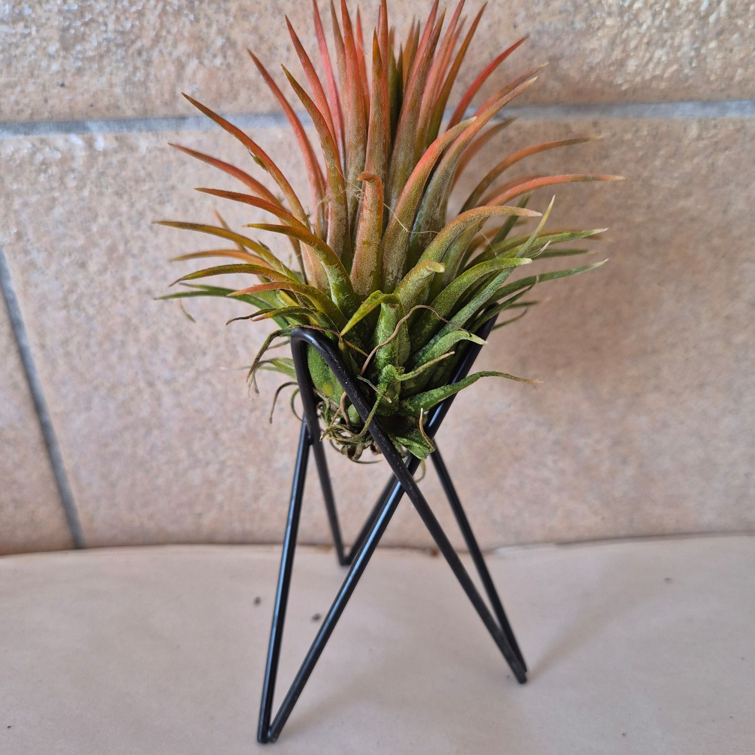 Tillandsia stand alone black containers